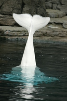 tail of beluga 