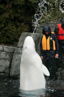 beluga pumping water 