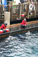 080210114043_dolphins
