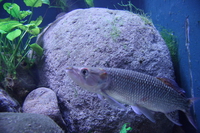 african pike characin 