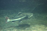 giant cat fish 