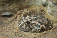 view--ornate horned frog 