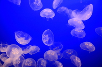 moon jelly adult 
