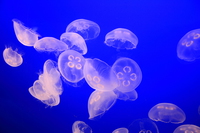 view--moon jelly adult 