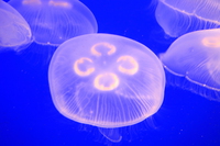 moon jelly adult 