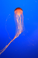 japanese sea nettle 