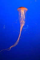 view--japanese sea nettle 