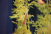 ribboned seadragon 