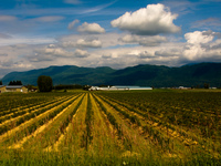 view--abbotsford farm Abbotsford, British Columbia, Canada, North America