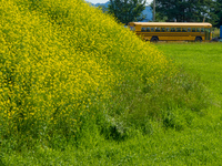 yellow school bus Abbotsford, British Columbia, Canada, North America