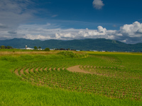 curving field Abbotsford, British Columbia, Canada, North America