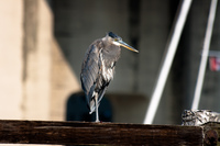 grey heron Abbotsford, British Columbia, Canada, North America