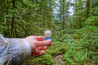 forest and kitty Abbotsdord, British Columbia, Canada, North America