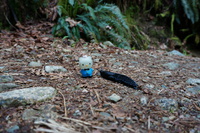 hello kitty and slug Abbotsdord, British Columbia, Canada, North America