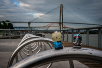 Kitty and the birdge New Westminster,  British Columbia,  Canada, North America