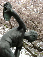 view--david and the cherry blossom 