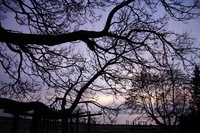 070127171432_view--trees_of_the_purple_sky