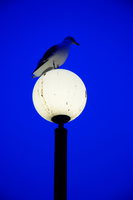 view--seagull resting on the light 