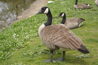 canadian geese 