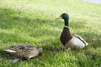 ducks conversation 