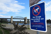 no dog permitted on beach 