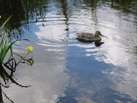 alone in the lake 