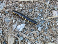 caterpillar 