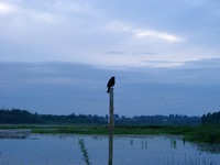 bird at night 