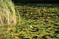 pond of water lily 