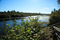 a sunny afternoon in burnaby lake 
