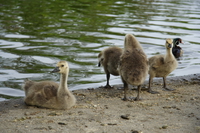 070603183331_a_group_of_baby_geese