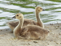 view--different opinions of two baby geese 