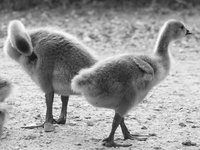 regrets of the baby geese 