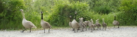070603183758_a_school_of_geese