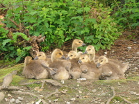 baby geese 