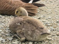 baby goose 