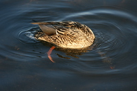 duck ducking 