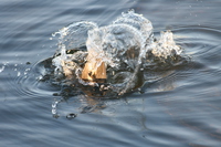 water duck 