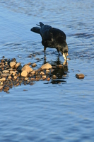 crow drink water 