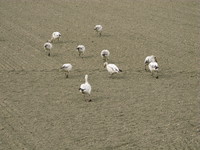 big snow geese family 