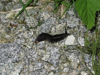 slug 
