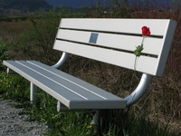 red rose and bench 