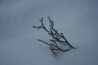 white branch on mount seymour 