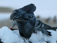 080127_burnaby_lake_in_snow