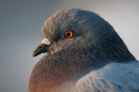 080127163117_view--pigeon_closeup