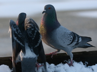 pigeons flirting 