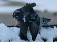 pigeons kissing 