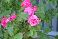 050528173620_pink_roses