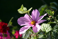 pink flower and green leaves 