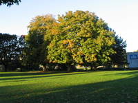 trees in autumn 